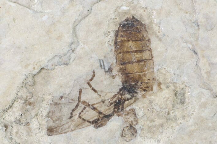 Fossil March Fly (Plecia) - Green River Formation #154519